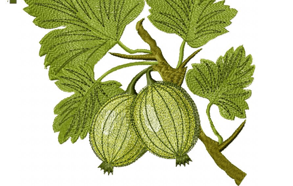 Gooseberry