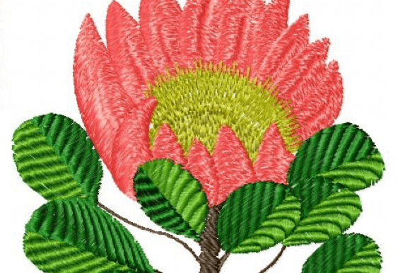 Protea Rose